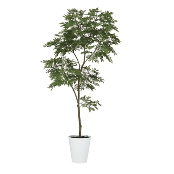 人工観葉草木 エバーフレッシュ FST 180糎 高さ180糎 （P232) （dt99379) （代引っ張ること不可） 室内装飾緑であること フェイクグリーン