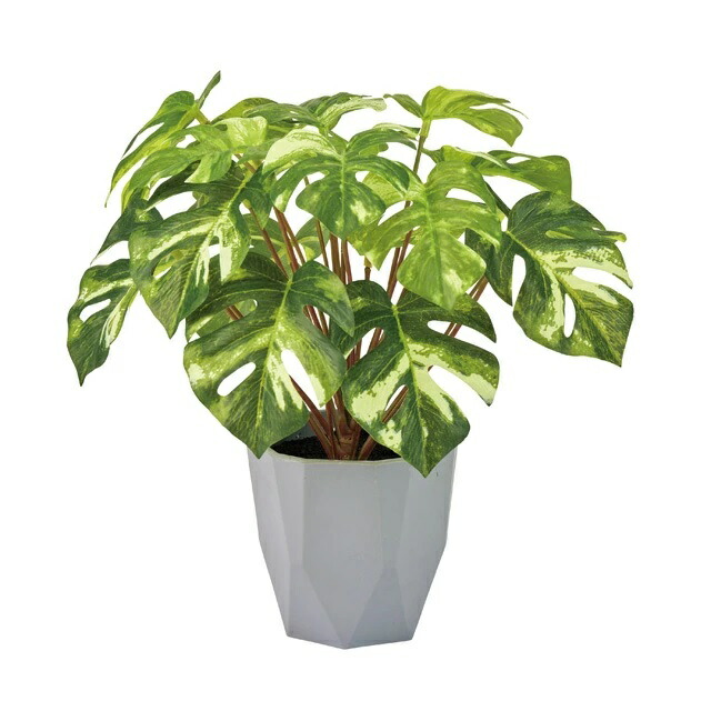 人工観葉植物 スプリットフィロ ミニポット 光触媒加工 高さ25cm （P208) （zv9197) （代引き不可） インテリアグリーン フェイクグリーン
