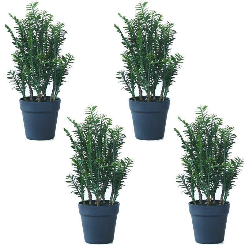 人工観葉植物 ペディランサス ポット 45(4個入り)MIRAKANA 多肉植物 卓上、小型の床置きサイズ インテリア フェイクグリーン 造花 POT SUCCULENTグリーン|さくらソレイユ 店
