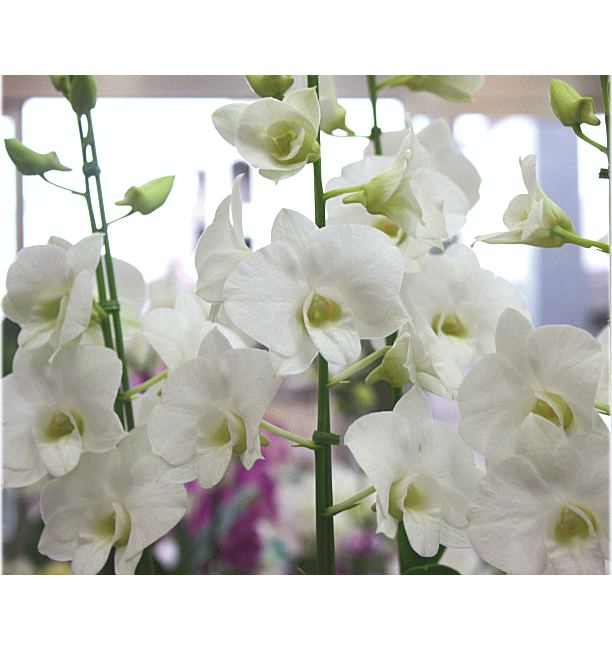 楽天市場 花 デンファレ 白 7号5本立て鉢植え 観葉植物 鉢花 ギフト お中元 新築 開店祝い インテリア さくらソレイユ 楽天市場店