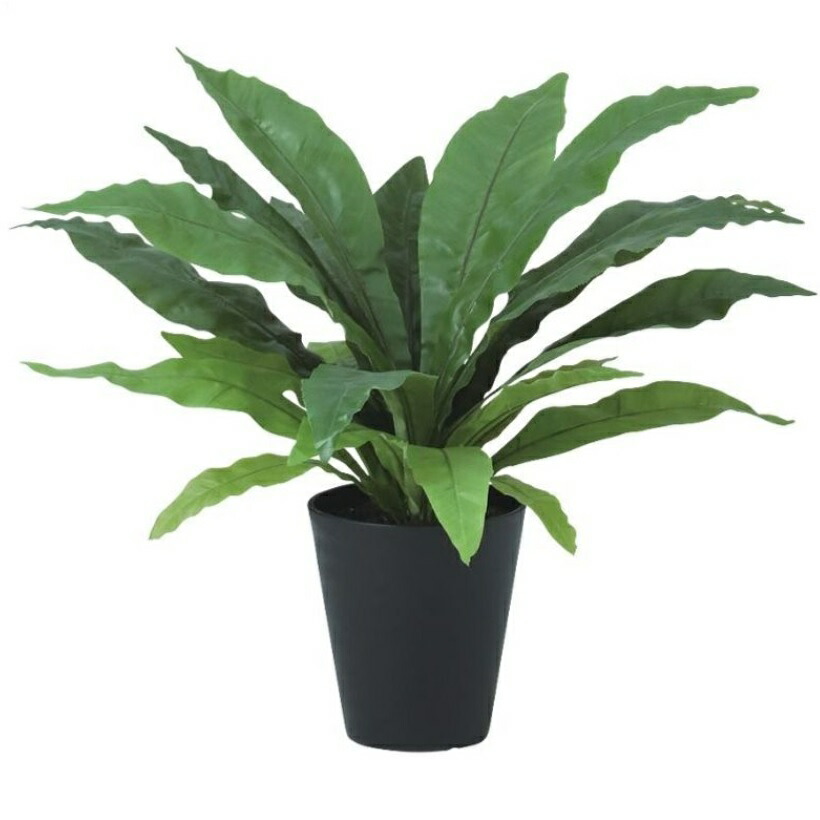 【現品】オオタニワタリ　天然ヘゴ付き　（2） おしゃれ 観葉植物：オオタニワタリ ヘゴ板付 鉢カバー*麻布 2箱