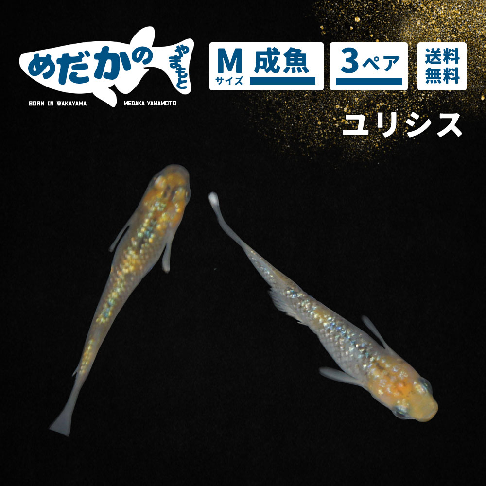 セール特別価格 メダカ ユリシス Mサイズ 3ペア 成魚 めだかのやまもと 和歌山のめだか養魚場から直送 送料無料 fucoa.cl