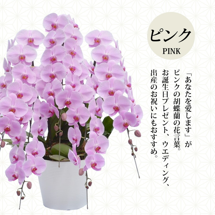 送料無料 胡蝶蘭 大輪 3本立 36輪 ヒカルオーキッド 産地直送プレミアムコチョウラン 立札 ラッピング付きで開業祝い 開店祝いに Prescriptionpillsonline Is