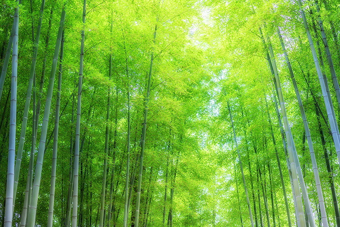 オーダー壁紙 壁紙 竹 和風 おしゃれ そらのした 写真 防カビ 日本製 グリーン 木 キッチン 天井 デザイン 国産 竹林 トイレ 景色 部屋 自然 寝室 落ち着く かべがみはるこ 貼りやすい 風景 癒し 店舗 ホテル リビング リメイク 模様替え 値下げ