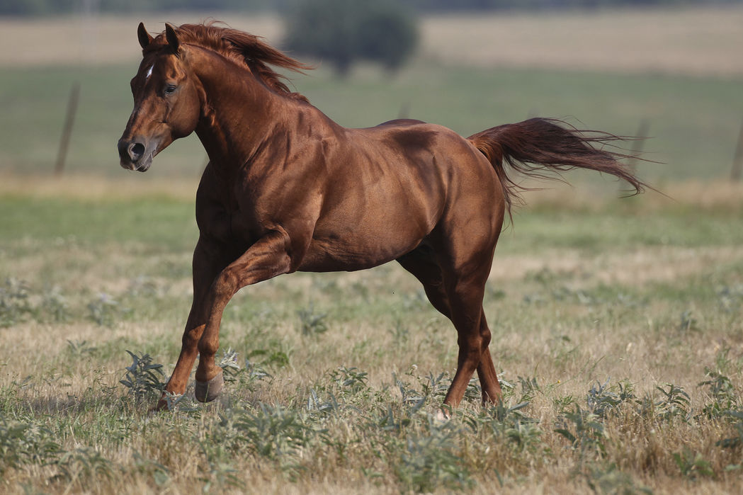 人気ブランドを 楽天市場 アートパネル 10cm単位でサイズオーダーできる 絵画 壁掛け インテリア 壁飾り キャンバス アート ウォール 馬 ウマ 草 E 壁紙屋本舗 カベガミヤホンポ 高い品質 Lexusoman Com