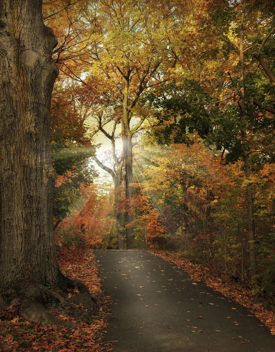 美しい 楽天市場 アートパネル 10cm単位でサイズオーダーできる 絵画 壁掛け インテリア 壁飾り キャンバス アート ウォール 自然 川 河 E298 壁紙屋本舗 カベガミヤホンポ 信頼 Dentalfabrique Com