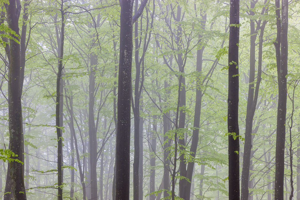 公式の 楽天市場 アートパネル 10cm単位でサイズオーダーできる 絵画 壁掛け インテリア 壁飾り キャンバス アート ウォール 風景 景色 自然 E 壁紙屋本舗 カベガミヤホンポ 送料無料 Mamparassantander Com