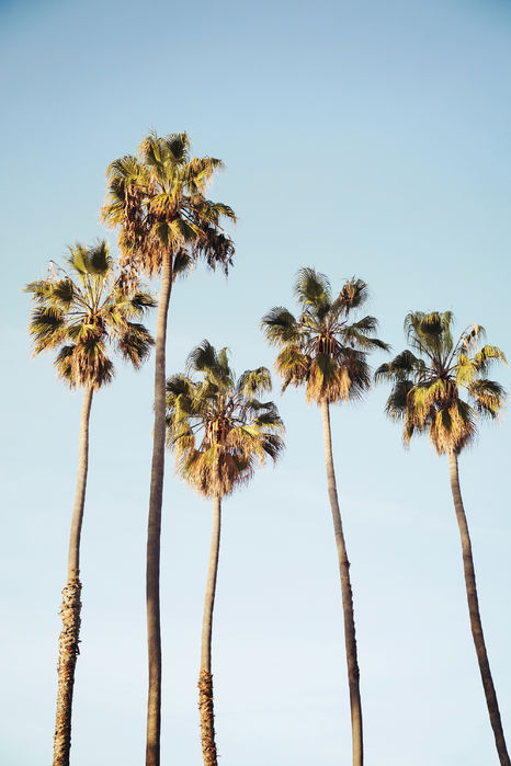 楽天市場 アートパネル 10cm単位でサイズオーダーできる 絵画 壁掛け インテリア 壁飾り キャンバス アート ウォール ヤシの木 ヤシ 椰子パームツリー トロピカル 南国 空スカイ 114 壁紙屋本舗 カベガミヤホンポ