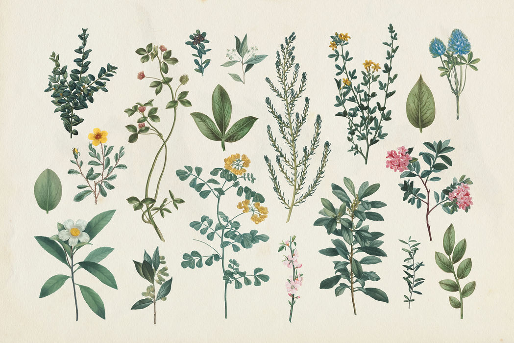 魅力的な 楽天市場 アートパネル 10cm単位でサイズオーダーできる 絵画 壁掛け インテリア 壁飾り キャンバス アート ウォール 葉 葉っぱボタニカル植物 花 壁紙屋本舗 カベガミヤホンポ 激安特価 Lexusoman Com