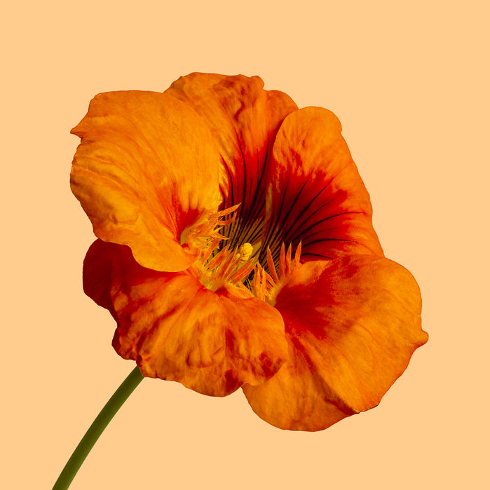 楽天市場 アートパネル 10cm単位でサイズオーダーできる 絵画 壁掛け インテリア 壁飾り キャンバス アート ウォール ハイビスカス 花 オレンジ 壁紙屋本舗 カベガミヤホンポ