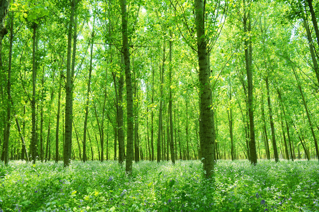 在庫限り 楽天市場 アートパネル 10cm単位でサイズオーダーできる 絵画 壁掛け インテリア 壁飾り キャンバス アート ウォール 木 森林 緑 グリーン 189 壁紙屋本舗 カベガミヤホンポ 希少 Lexusoman Com