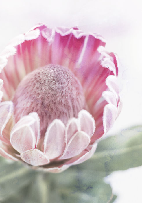 正規激安 アートパネル 10cm単位でサイズオーダーできる 絵画 壁掛け インテリア 壁飾り キャンバス アート ウォール プロテア 花 植物 ピンク 日本産 Www Lexusoman Com