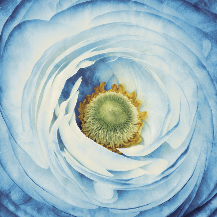 珍しい 楽天市場 アートパネル 10cm単位でサイズオーダーできる 絵画 壁掛け インテリア 壁飾り キャンバス アート ウォール シャクヤク ピオニー 花 青 ブルー 壁紙屋本舗 カベガミヤホンポ お気にいる Lexusoman Com