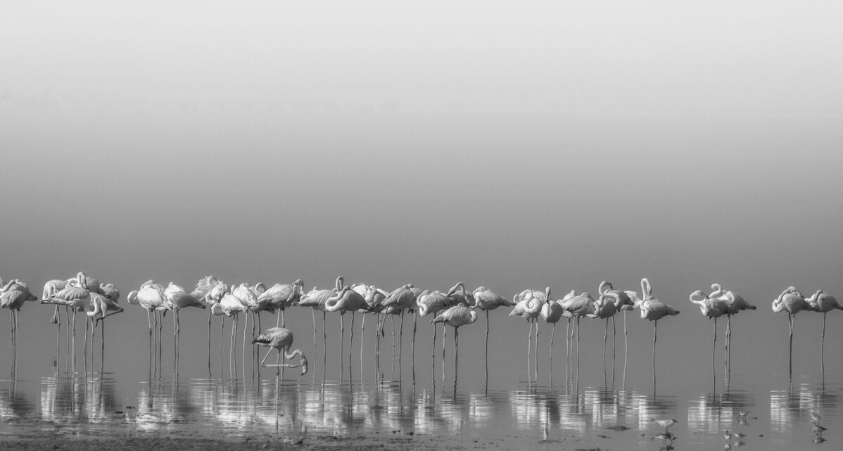 即納特典付き 楽天市場 アートパネル 10cm単位でサイズオーダーできる 絵画 壁掛け インテリア 壁飾り キャンバス アート ウォール フラミンゴ 鳥 モノクロ モノトーン 壁紙屋本舗 カベガミヤホンポ 格安即決 Lexusoman Com