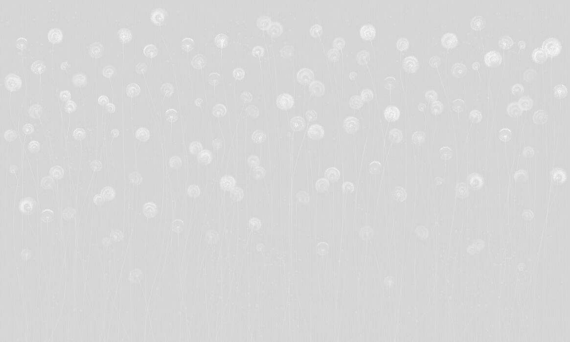 お歳暮 楽天市場 アートパネル 10cm単位でサイズオーダーできる 絵画 壁掛け インテリア 壁飾り キャンバス アート ウォール タンポポ 花 イラスト 灰色 グレー 壁紙屋本舗 カベガミヤホンポ 新発売の Lexusoman Com