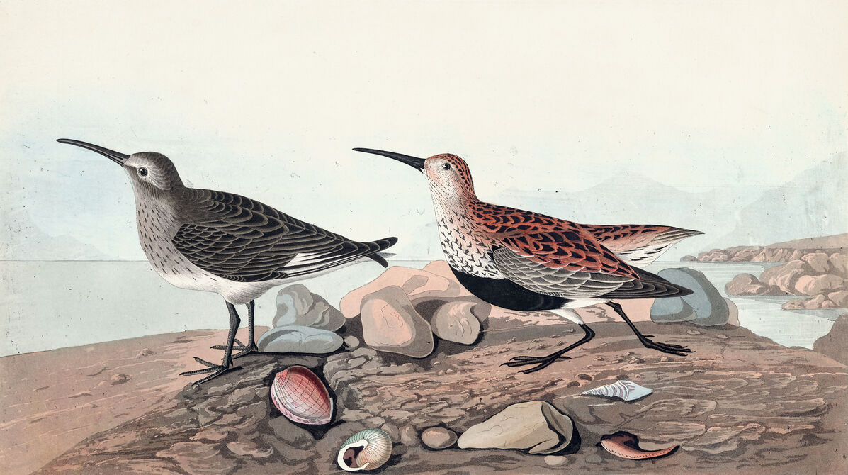 全日本送料無料 アートパネル 10cm単位でサイズオーダーできる 絵画 壁掛け インテリア 壁飾り キャンバス アート ウォール 鳥 イラスト 図鑑 博物画 アンティーク ビンテージ お1人様1点限り Danielagregis It