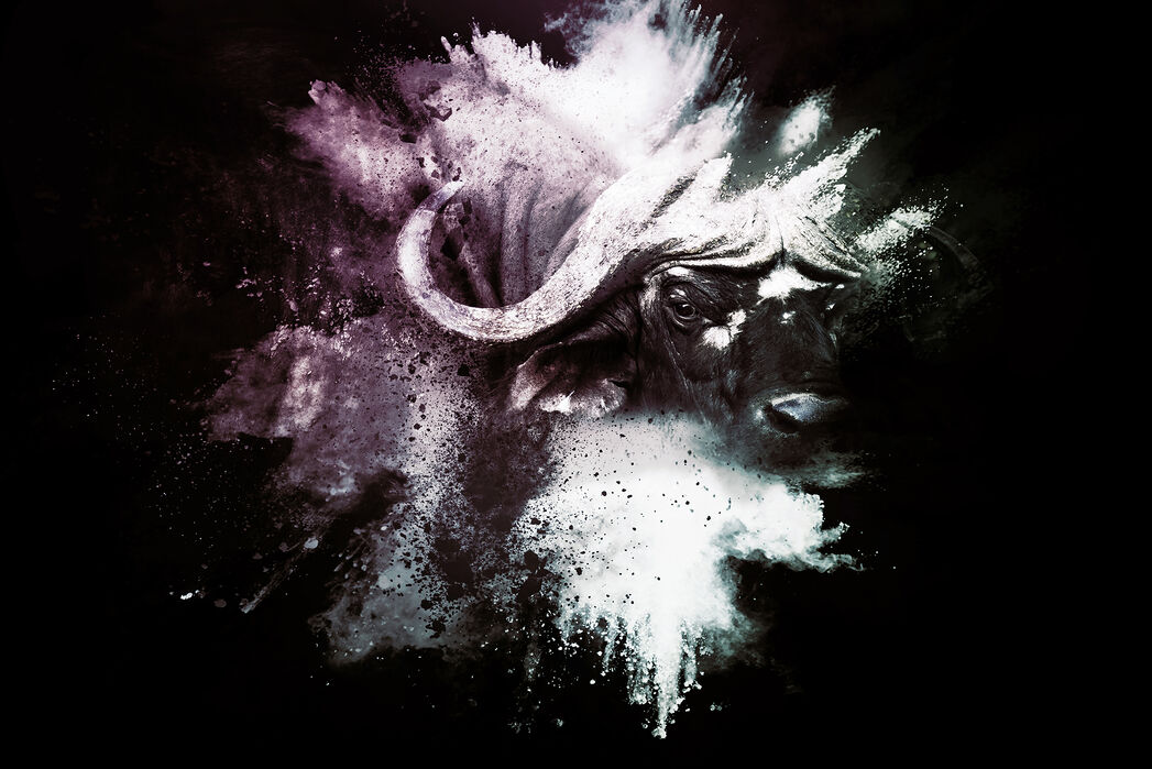 安心の定価販売 楽天市場 アートパネル 10cm単位でサイズオーダーできる 絵画 壁掛け インテリア 壁飾り キャンバス アート ウォール バッファロー 動物 黒 ブラック 壁紙屋本舗 カベガミヤホンポ 人気ブランドを Inquiport Net