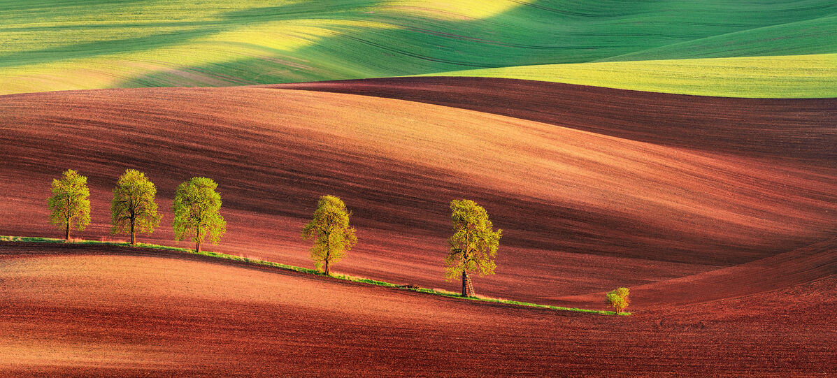 海外最新 楽天市場 アートパネル 10cm単位でサイズオーダーできる 絵画 壁掛け インテリア 壁飾り キャンバス アート ウォール 丘 木 緑 グリーン 赤 レッド 壁紙屋本舗 カベガミヤホンポ 楽天カード分割 Www Hotrade Com Mx