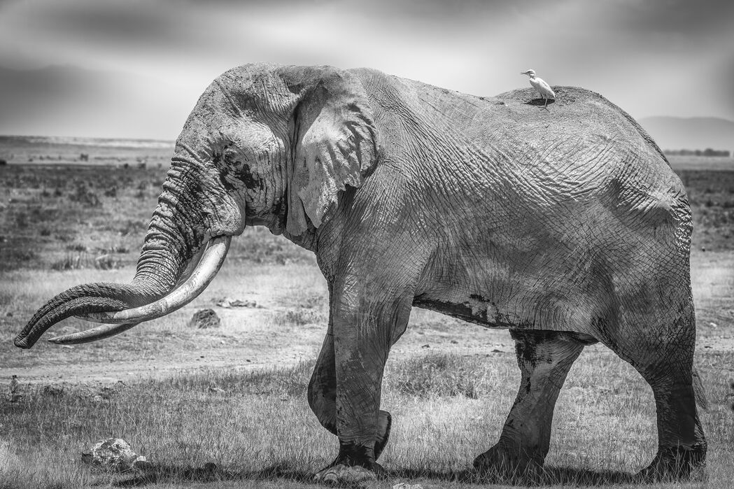 アートパネル インテリア 飾る場所に困らない 壁紙屋本舗 カベガミヤホンポ モノトーン 飾る場所に合わせてサイズが選べるから ゾウ ウォール 絵画 モノクロ 鳥 壁飾りにおすすめのアートパネル 壁掛け 鳥 壁飾り 象 キャンバス 10cm単位でサイズオーダー