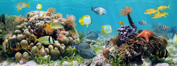 楽天市場 自然 魚 さかなの壁紙 輸入 カスタム壁紙 Photowall Panorama Coral Reef E 貼ってはがせるフリース壁紙 不織布 海外取り寄せのため1カ月程度でお届け 代引き不可 壁紙屋本舗 カベガミヤホンポ