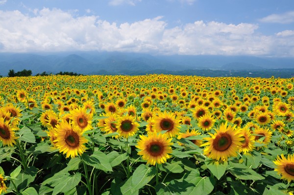 風景 景色 自然の壁紙 夏 ひまわり 輸入 カスタム壁紙 Photowall Sunflowers In Sunny Weather E 貼ってはがせるフリース壁紙 不織布 海外取り寄せのため1カ月程度でお届け 代引き 後払い不可 壁紙屋本舗 カベガミヤホンポ