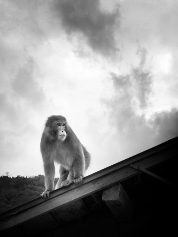 楽天市場 動物 アニマル 猿 サル さるの壁紙 輸入 カスタム壁紙 Photowall Macaque On Roof E 貼ってはがせるフリース壁紙 不織布 海外取り寄せのため1カ月程度でお届け 代引き 後払い不可 壁紙屋本舗 カベガミヤホンポ