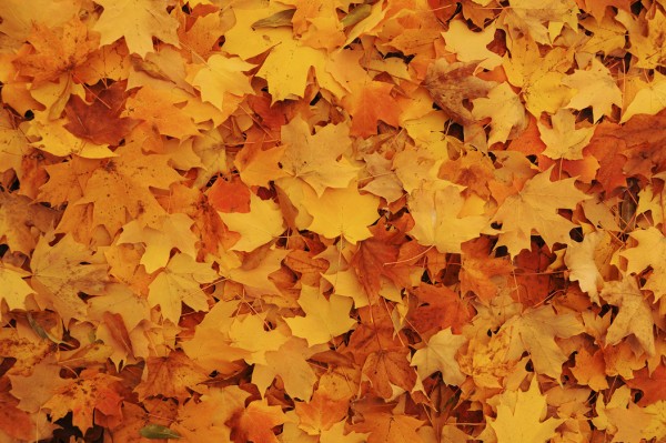 楽天市場 自然 川 河の壁紙 秋 紅葉 落ち葉 輸入 カスタム壁紙 Photowall Bed Of Autumn Maple Leaves E 貼ってはがせるフリース壁紙 不織布 海外取り寄せのため1カ月程度でお届け 代引き 後払い不可 壁紙屋本舗 カベガミヤホンポ