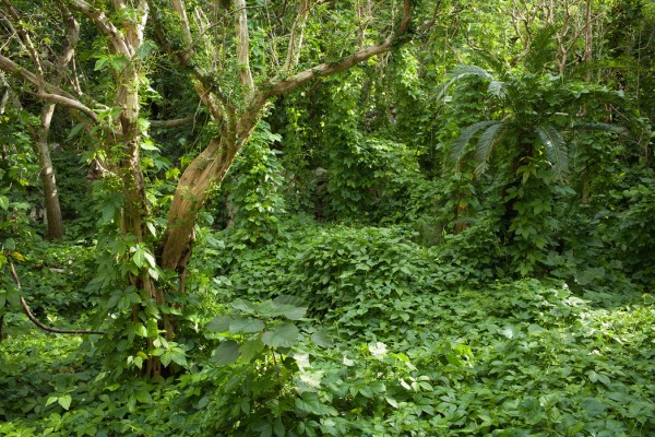 楽天市場 自然の壁紙 南国 ジャングル 輸入 カスタム壁紙 Photowall