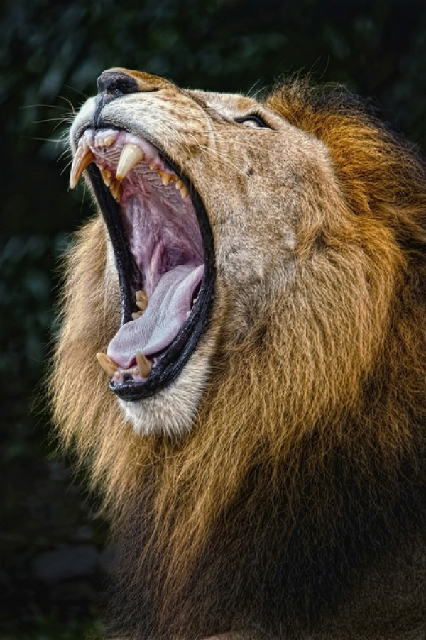 楽天市場 動物 アニマル ライオンの壁紙 輸入 カスタム壁紙 Photowall African Lion E 貼ってはがせるフリース 壁紙 不織布 海外取り寄せのため1カ月程度でお届け 代引き不可 壁紙屋本舗 カベガミヤホンポ