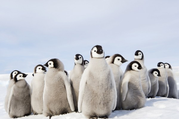 楽天市場 動物 アニマル ペンギンの壁紙 輸入 カスタム壁紙 Photowall Group Of Emperor Penguin Chicks E24653 貼ってはがせるフリース壁紙 不織布 海外取り寄せのため1カ月程度でお届け 代引き不可 壁紙屋本舗 カベガミヤホンポ