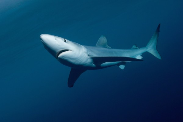 楽天市場 動物 アニマル サメの壁紙輸入 カスタム壁紙 Photowall Blue Shark E 貼ってはがせるフリース壁紙 不織布 海外取り寄せのため1カ月程度でお届け 代引き不可 壁紙屋本舗 カベガミヤホンポ