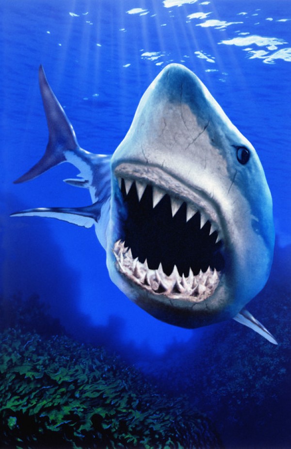 楽天市場 動物 アニマル サメの壁紙 輸入 カスタム壁紙 Photowall Shark Attack E 貼ってはがせるフリース壁紙 不織布 海外取り寄せのため1カ月程度でお届け 代引き 後払い不可 壁紙屋本舗 カベガミヤホンポ