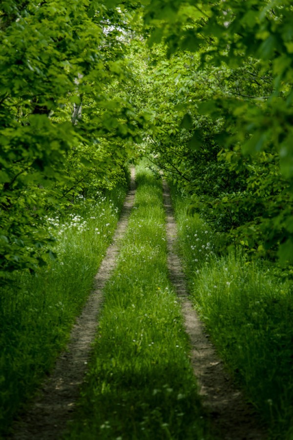 楽天市場 風景 景色 森の壁紙 輸入 カスタム壁紙 Photowall Into The Green E 貼ってはがせるフリース壁紙 不織布 海外取り寄せのため1カ月程度でお届け 代引き不可 壁紙屋本舗 カベガミヤホンポ