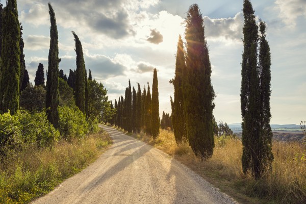 楽天市場 風景 景色 道 道路の壁紙 輸入 カスタム壁紙 Photowall Ponte D Arbia Toscana E 貼ってはがせるフリース壁紙 不織布 海外取り寄せのため1カ月程度でお届け 代引き不可 壁紙屋本舗 カベガミヤホンポ