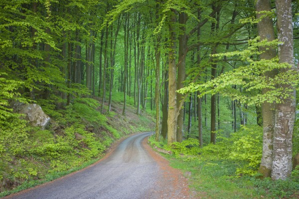 楽天市場 風景 景色 森の壁紙 輸入 カスタム壁紙 Photowall Emerald Green Forest E 貼ってはがせるフリース壁紙 不織布 海外取り寄せのため1カ月程度でお届け 代引き 後払い不可 壁紙屋本舗 カベガミヤホンポ