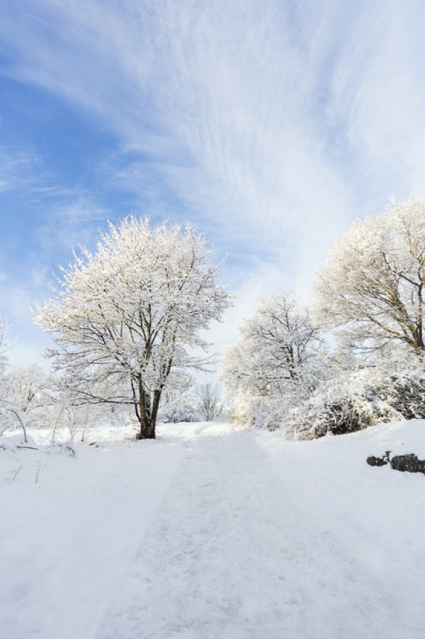 楽天市場 季節 冬 雪 フォレスト 森 森林 景色 風景の壁紙 輸入