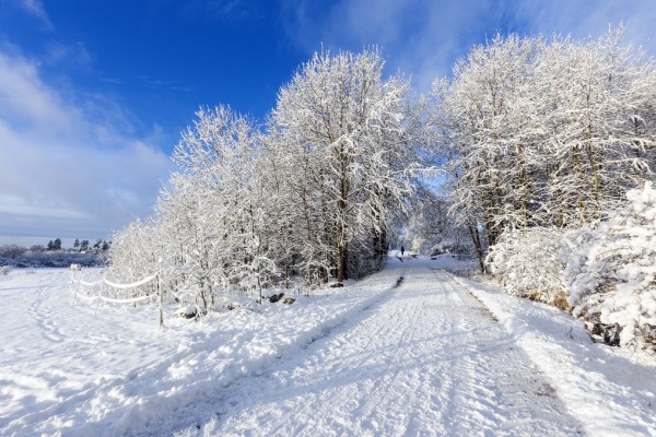 楽天市場 季節 冬 雪 フォレスト 森 森林 景色 風景の壁紙 輸入
