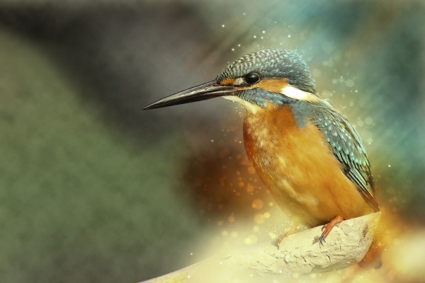 楽天市場 鳥 カワセミ 野鳥の壁紙 輸入 カスタム壁紙 Photowall Perched Kingfisher E310238 貼ってはがせるフリース壁紙 不織布 海外取り寄せのため1カ月程度でお届け 代引き不可 壁紙屋本舗 カベガミヤホンポ