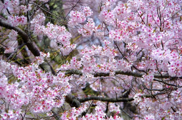 楽天市場 桜 さくら ピンク 花 花見 エア花見 の壁紙 輸入 カスタム