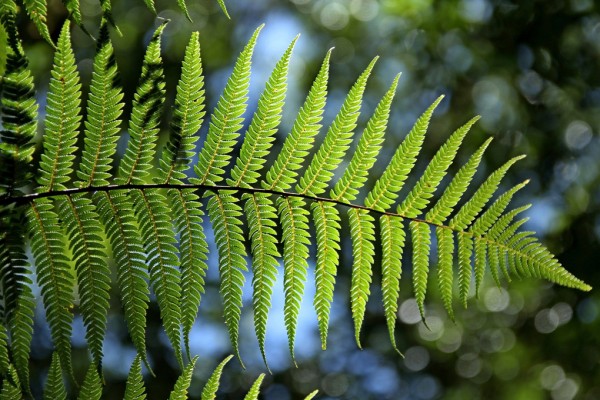 楽天市場 シダ植物 グリーン 緑 ボタニカルの壁紙 輸入 カスタム壁紙 Photowall Fern Plant 貼ってはがせるフリース壁紙 不織布 海外取り寄せのため1カ月程度でお届け 代引き不可 壁紙屋本舗 カベガミヤホンポ