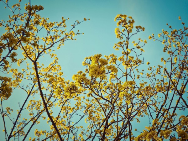 楽天市場 山吹 ヤマブキ 花 黄色の壁紙 輸入 カスタム壁紙 Photowall Japanese Kerrie Flower 貼ってはがせるフリース壁紙 不織布 海外取り寄せのため1カ月程度でお届け 代引き 後払い不可 壁紙屋本舗 カベガミヤホンポ