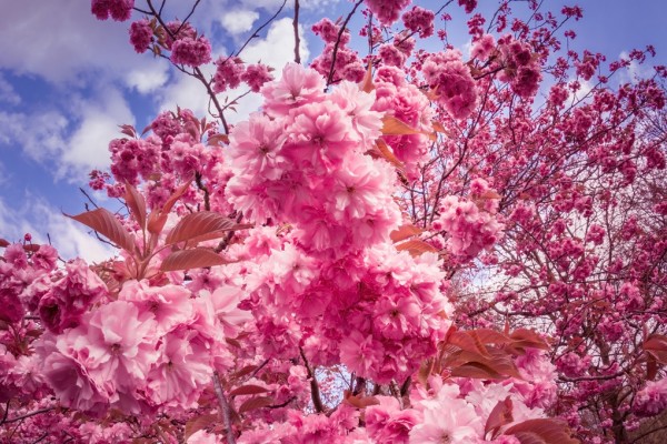 楽天市場 桜 サクラ 八重桜 花見 エア花見の壁紙 輸入 カスタム壁紙