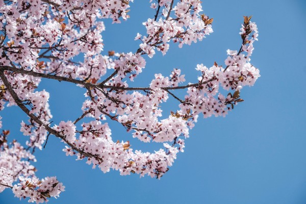 楽天市場 桜 サクラ 空 青空 花見 エア花見の壁紙 輸入 カスタム壁紙 Photowall Pink Blossom Flowers 貼ってはがせるフリース壁紙 不織布 海外取り寄せのため1カ月程度でお届け 代引き不可 壁紙屋本舗 カベガミヤホンポ