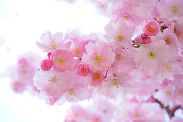 楽天市場 桜 サクラ 花 枝 ピンク 花見 エア花見の壁紙 輸入 カスタム