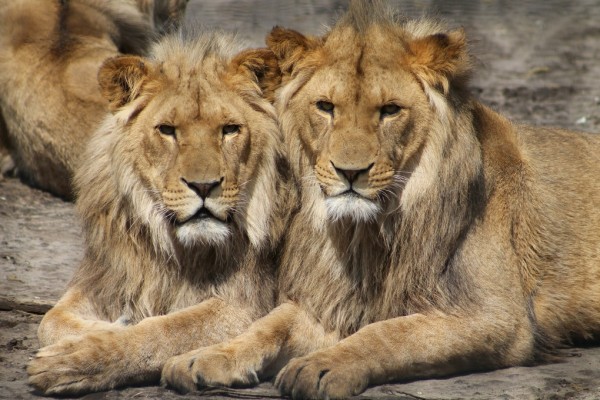 楽天市場 ライオン 動物 顔の壁紙 輸入 カスタム壁紙 Photowall Lions In The Zoo 貼ってはがせるフリース壁紙 不織布 海外取り寄せのため1カ月程度でお届け 代引き不可 壁紙屋本舗 カベガミヤホンポ