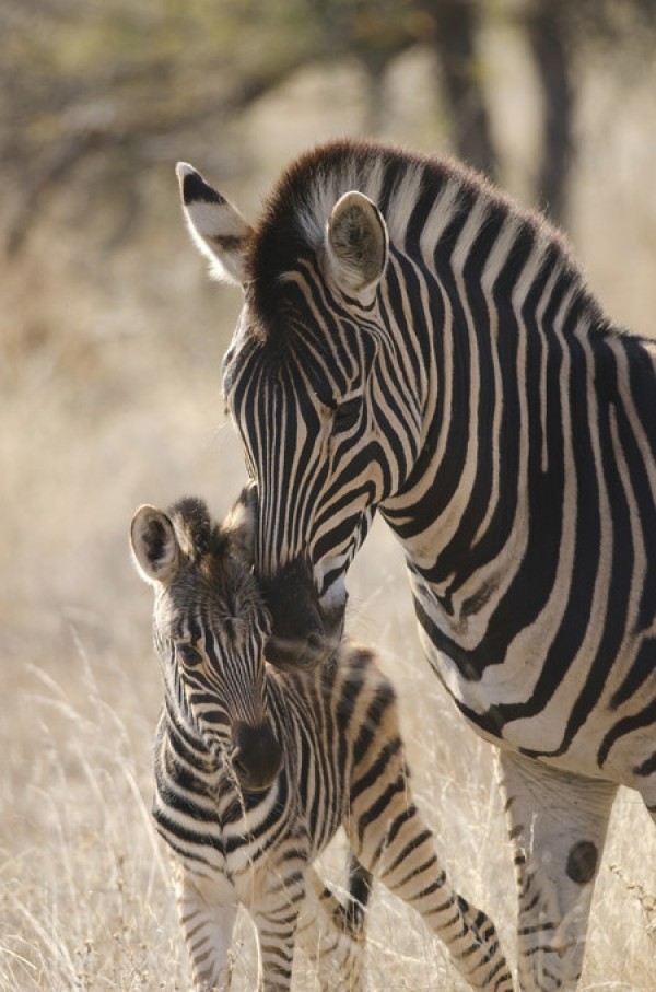 楽天市場 シマウマ 野生動物 サバンナ 親子の壁紙 輸入 カスタム壁紙 Photowall Plains Zebra E310372 貼ってはがせるフリース壁紙 不織布 海外取り寄せのため1カ月程度でお届け 代引き不可 壁紙屋本舗 カベガミヤホンポ