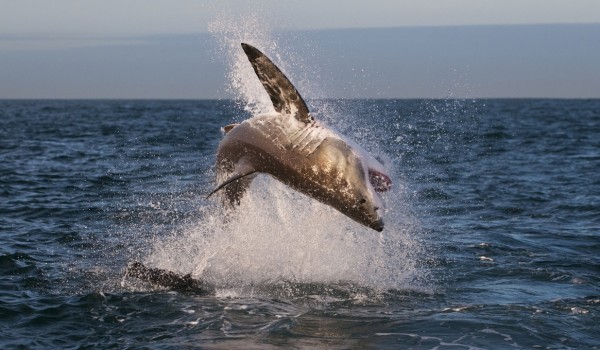 楽天市場 サメ 動物 海 ジャンプの壁紙 輸入 カスタム壁紙 Photowall Breaching Great White Shark 貼ってはがせるフリース壁紙 不織布 海外取り寄せのため1カ月程度でお届け 代引き不可 壁紙屋本舗 カベガミヤホンポ