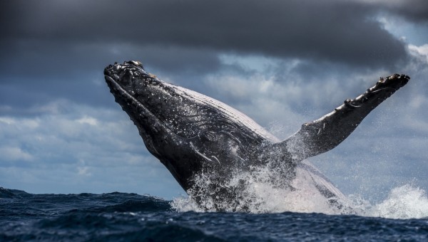 楽天市場 くじら クジラ 海の壁紙 輸入 カスタム壁紙 Photowall Humpback Whale 貼ってはがせるフリース 壁紙 不織布 海外取り寄せのため1カ月程度でお届け 代引き不可 壁紙屋本舗 カベガミヤホンポ