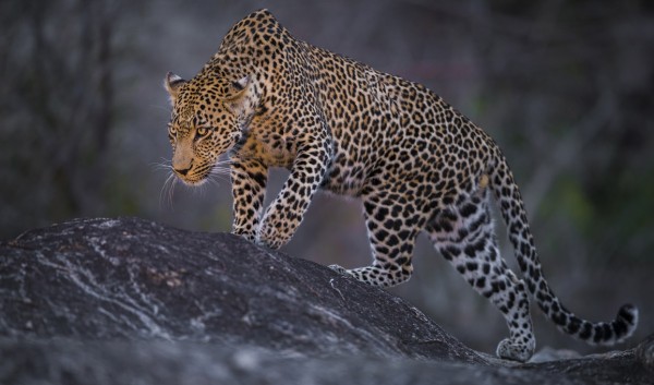 楽天市場 ヒョウ 野生動物の壁紙 輸入 カスタム壁紙 Photowall Leopard Male 貼ってはがせるフリース壁紙 不織布 海外取り寄せのため1カ月程度でお届け 代引き 後払い不可 壁紙屋本舗 カベガミヤホンポ