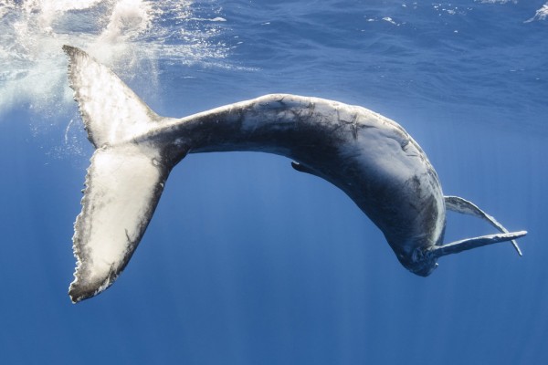 楽天市場 くじら クジラ 海の壁紙 輸入 カスタム壁紙 Photowall Humpback Whale 貼ってはがせるフリース 壁紙 不織布 海外取り寄せのため1カ月程度でお届け 代引き 後払い不可 壁紙屋本舗 カベガミヤホンポ